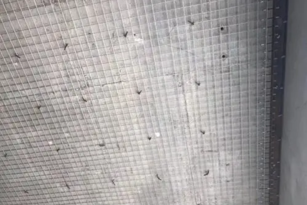 钢纹线加固
